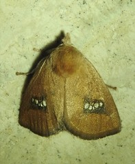 Squamosa barymorpha
