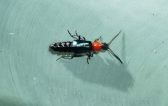 Carphurus cyanopterus