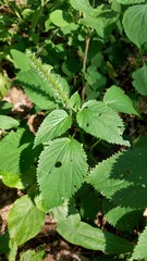 Acalypha communis