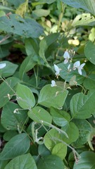 Desmodium affine