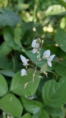 Desmodium affine