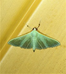 Stemorrhages amphitritalis