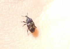 Glyptobaris lecontei