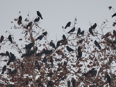 Corvus brachyrhynchos