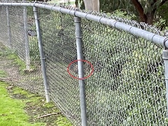 Sylvilagus audubonii