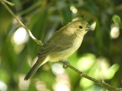 Sporophila corvina