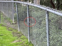 Sylvilagus audubonii