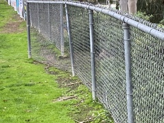 Sylvilagus audubonii