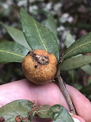Amphibolips trizonata
