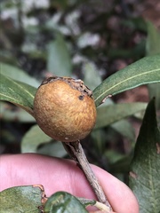 Amphibolips trizonata