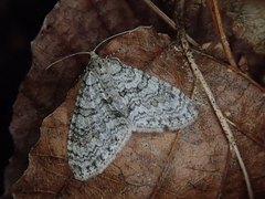 Trichopteryx microloba