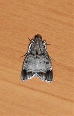 Stericta concisella