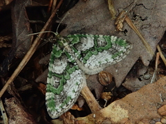 Esakiopteryx volitans