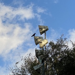 Corvus brachyrhynchos