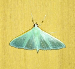 Stemorrhages amphitritalis