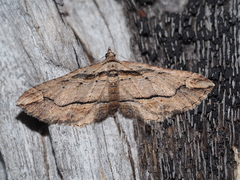 Chrysolarentia leucophanes