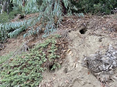 Otospermophilus beecheyi