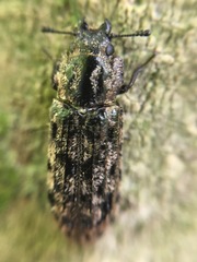 Phanodesta nigrosparsa