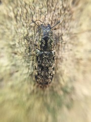 Phanodesta nigrosparsa