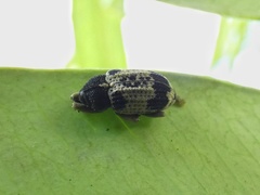 Cryptorhynchus oculeus