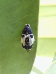 Cryptorhynchus oculeus