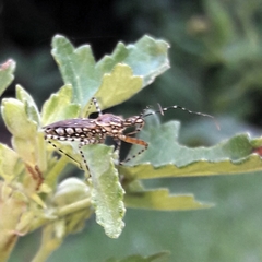 Cosmoclopius nigroannulatus