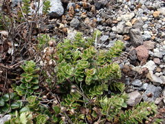 Veronica hookeriana
