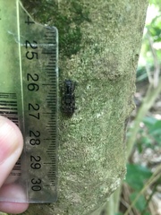 Phanodesta nigrosparsa