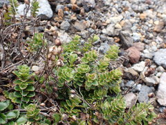 Veronica hookeriana