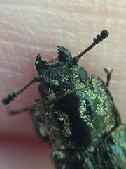 Phanodesta nigrosparsa