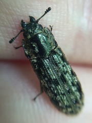 Phanodesta nigrosparsa