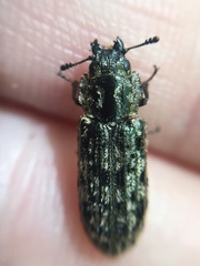 Phanodesta nigrosparsa