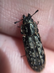 Phanodesta nigrosparsa