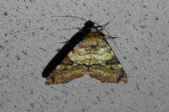 Coenipeta dimidiata