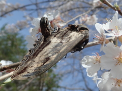 Langia zenzeroides nawai