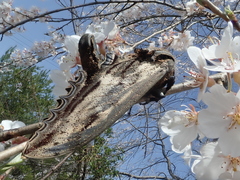 Langia zenzeroides nawai