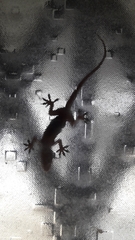 Hemidactylus flaviviridis