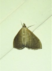 Lamprophaia albifimbrialis