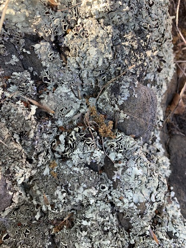 iNaturalist observation photo of rock shield lichens