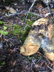 Polyporoletus sublividus