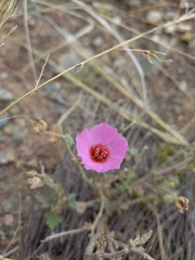 Sphaeralcea mendocina