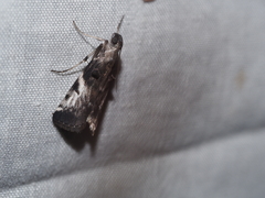 Astrapometis saburalis