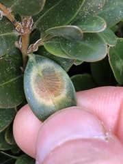 Monarthropalpus flavus