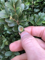 Monarthropalpus flavus