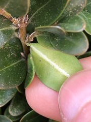 Monarthropalpus flavus