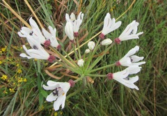 Nerine pancratioides
