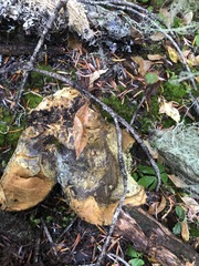 Polyporoletus sublividus