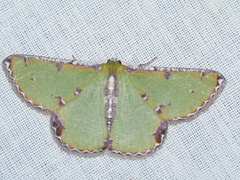 Eucyclodes buprestaria