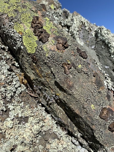 iNaturalist observation photo of Emery Rocktripe Lichen