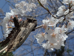 Langia zenzeroides nawai